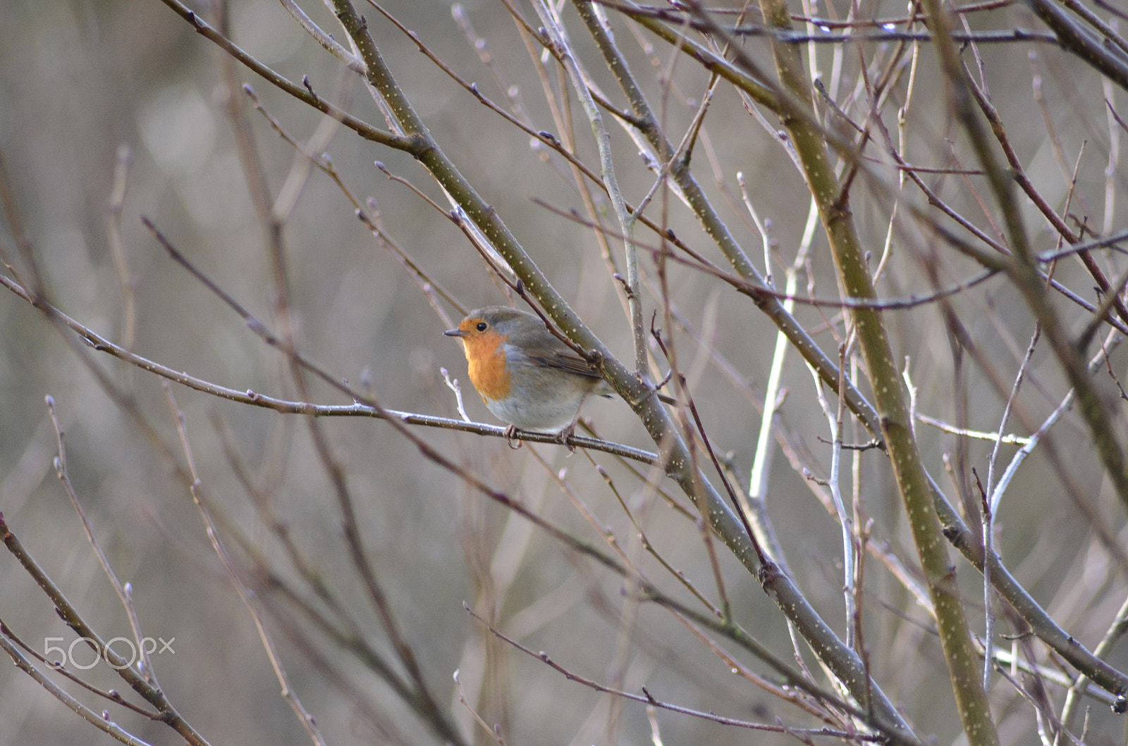 Sigma 70-300mm F4-5.6 APO DG Macro sample photo. Casual robin photography