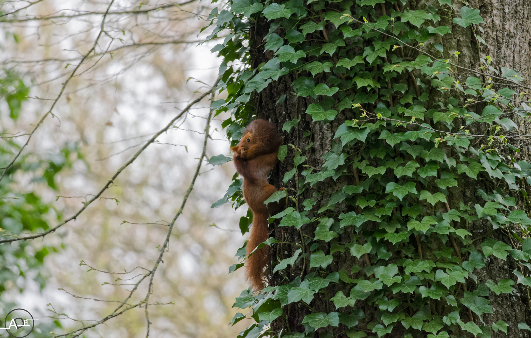 Nikon D5300 + Sigma 150-600mm F5-6.3 DG OS HSM | C sample photo. Red squirrels photography