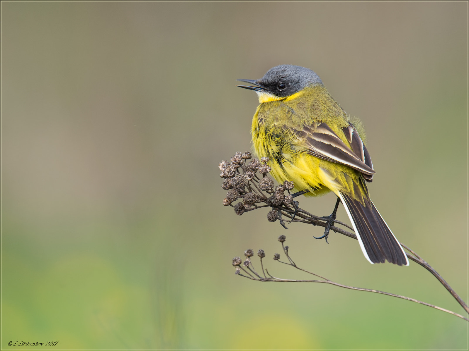 Sigma 150-600mm F5-6.3 DG OS HSM | S sample photo. Yellow wagtail photography