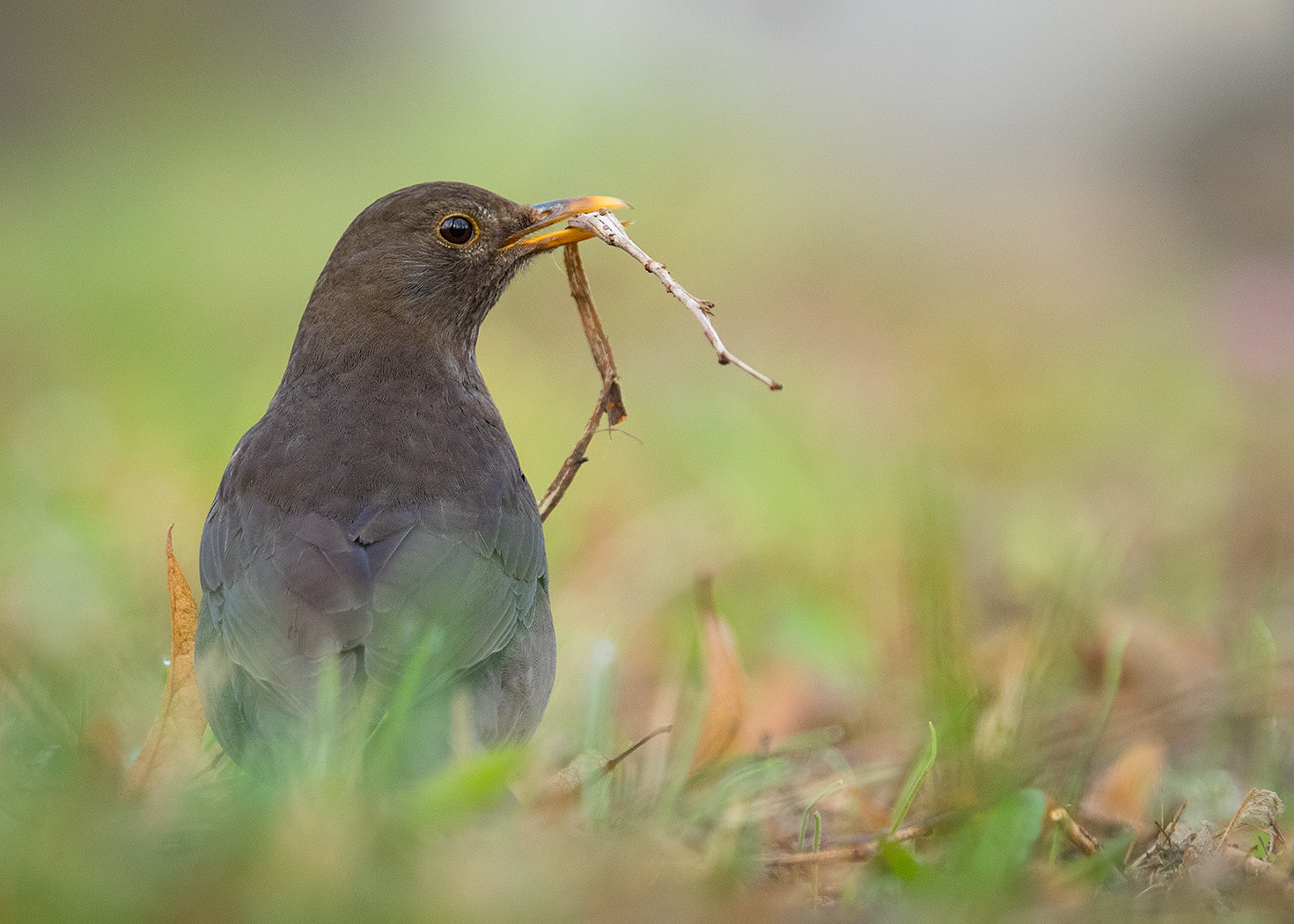 Canon EF 100-400mm F4.5-5.6L IS USM sample photo. Thrush photography
