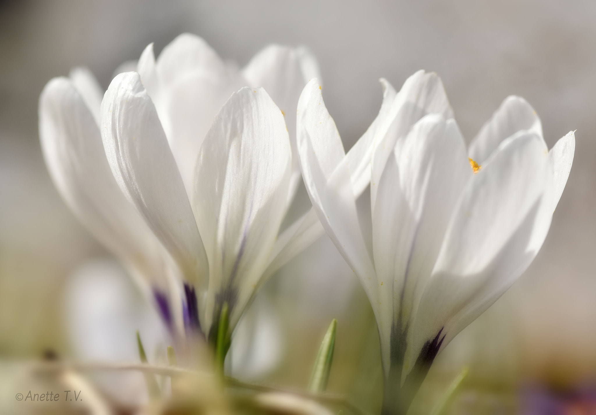 Nikon AF-S Micro-Nikkor 105mm F2.8G IF-ED VR sample photo. Spring !!! photography