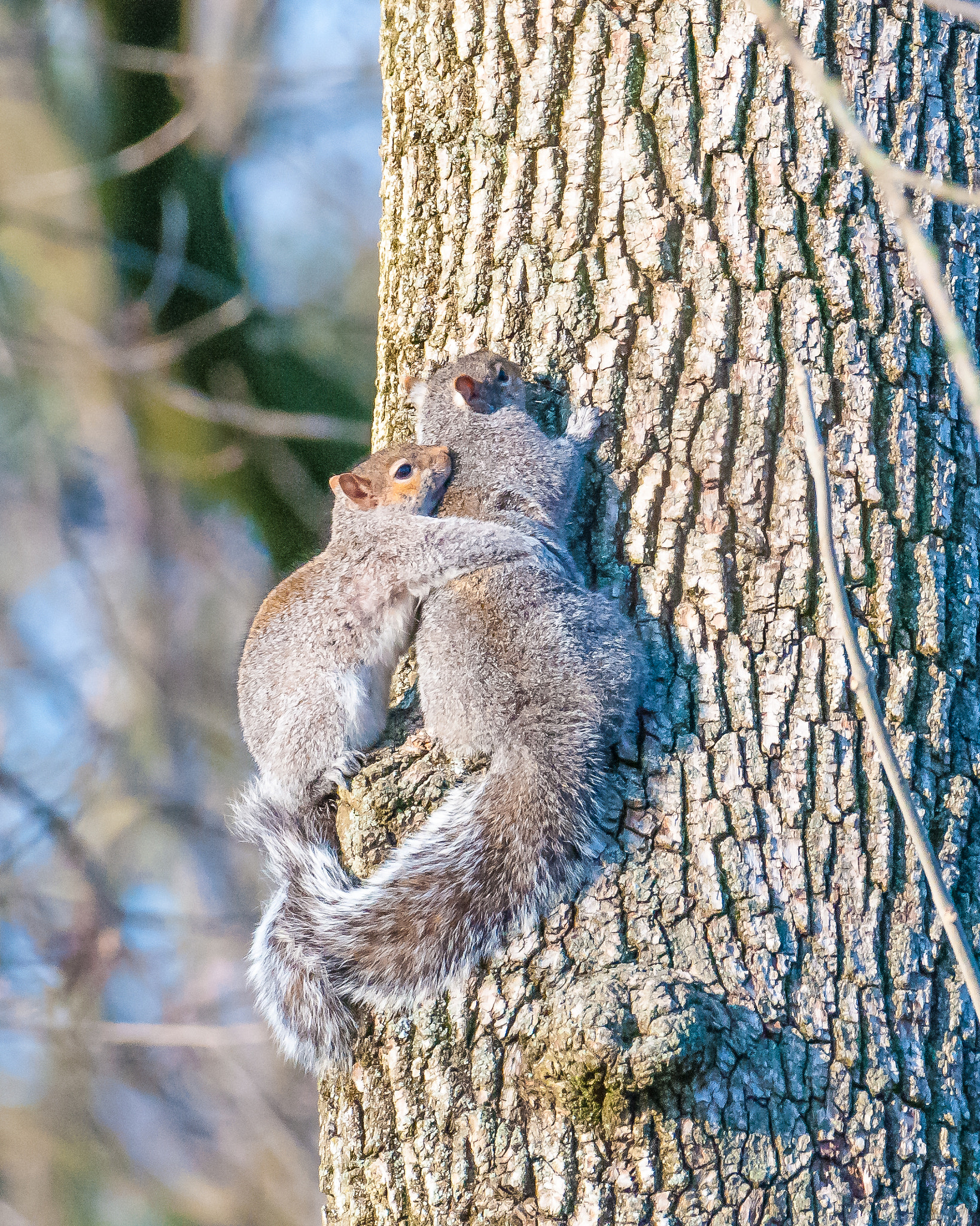 Nikon D300 + Nikon AF-S Nikkor 200-500mm F5.6E ED VR sample photo. 03272017-69-1.jpg photography