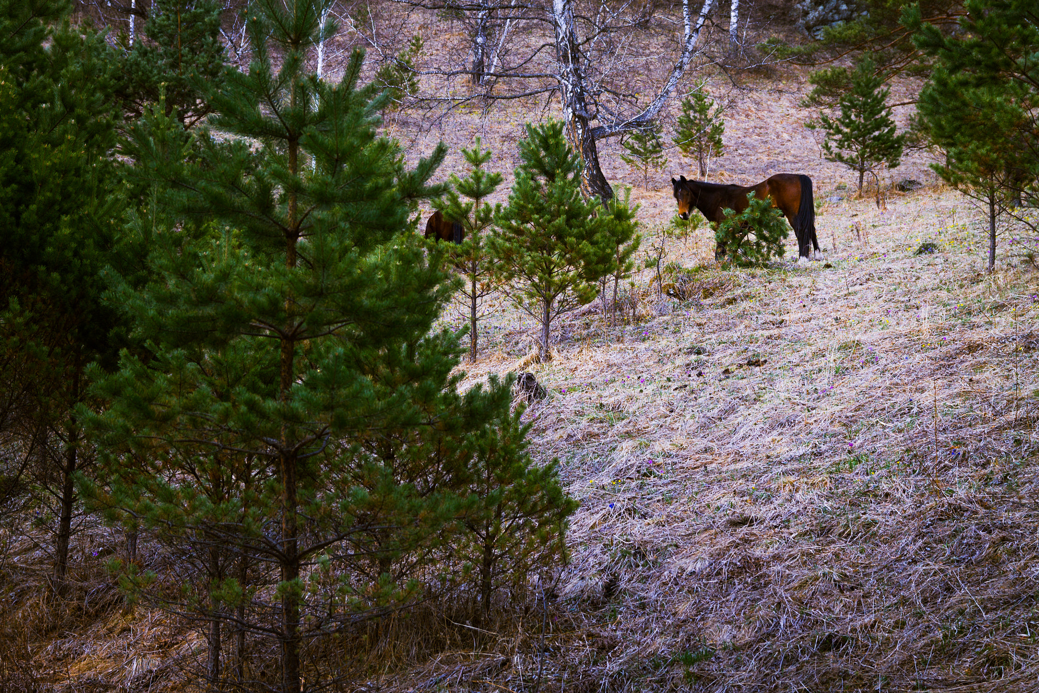 Canon EF-S 17-55mm F2.8 IS USM sample photo. Find the horse photography