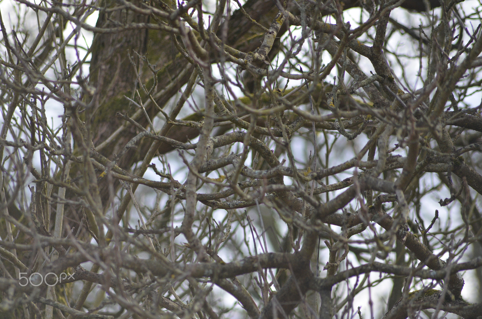 Sigma 70-300mm F4-5.6 APO DG Macro sample photo. Winded and tangled photography