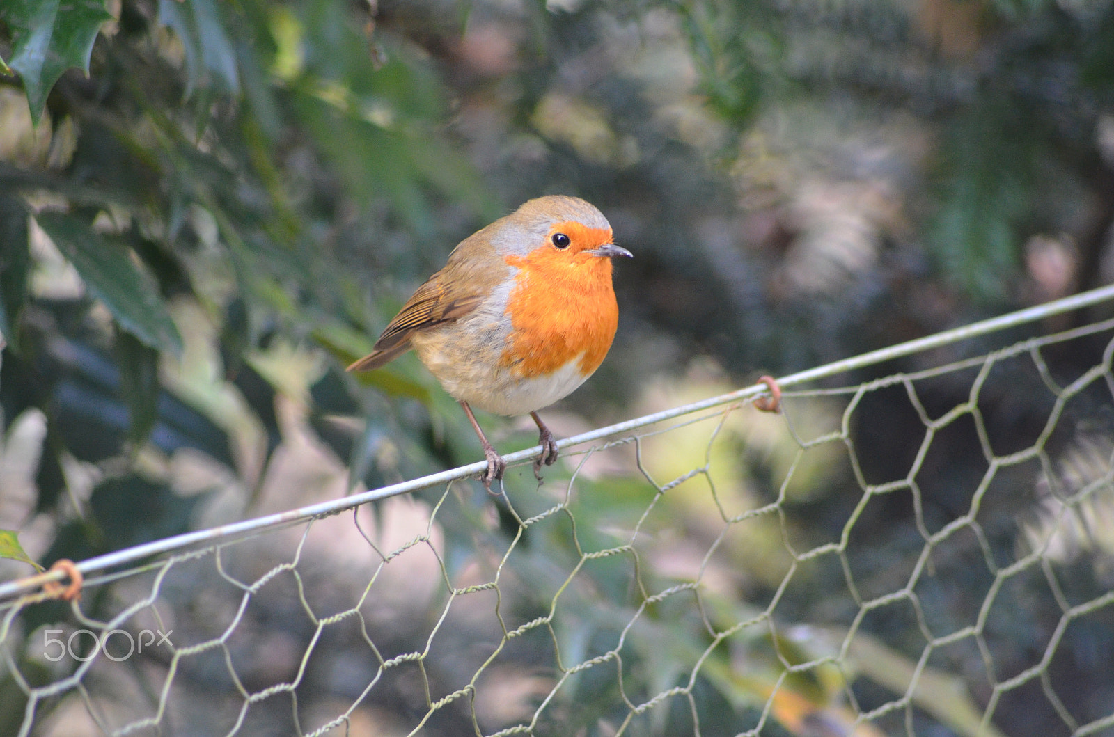 Nikon D7000 + Sigma 70-300mm F4-5.6 APO DG Macro sample photo. Robin (6) photography