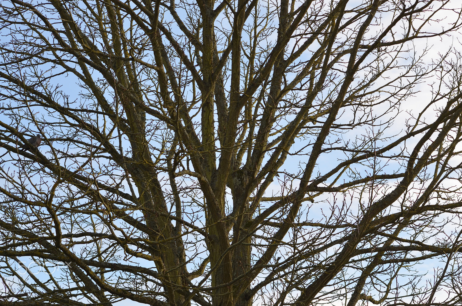 Sigma 70-300mm F4-5.6 APO DG Macro sample photo. Branches photography