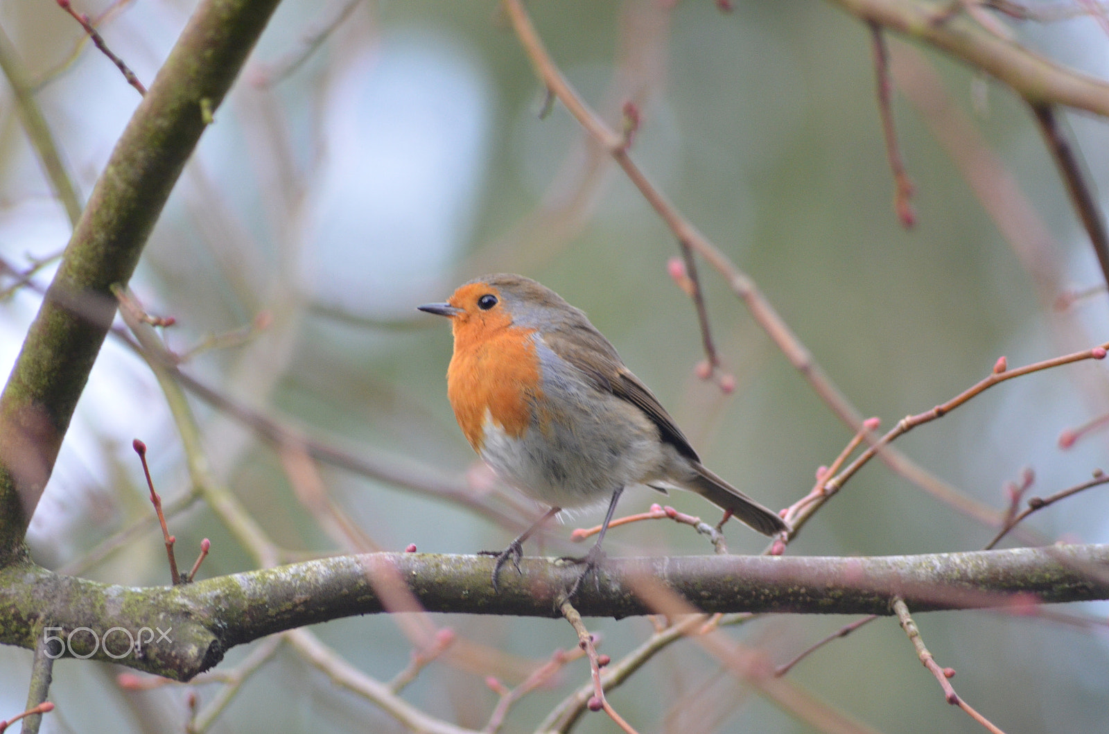 Nikon D7000 + Sigma 70-300mm F4-5.6 APO DG Macro sample photo. Robin (5) photography