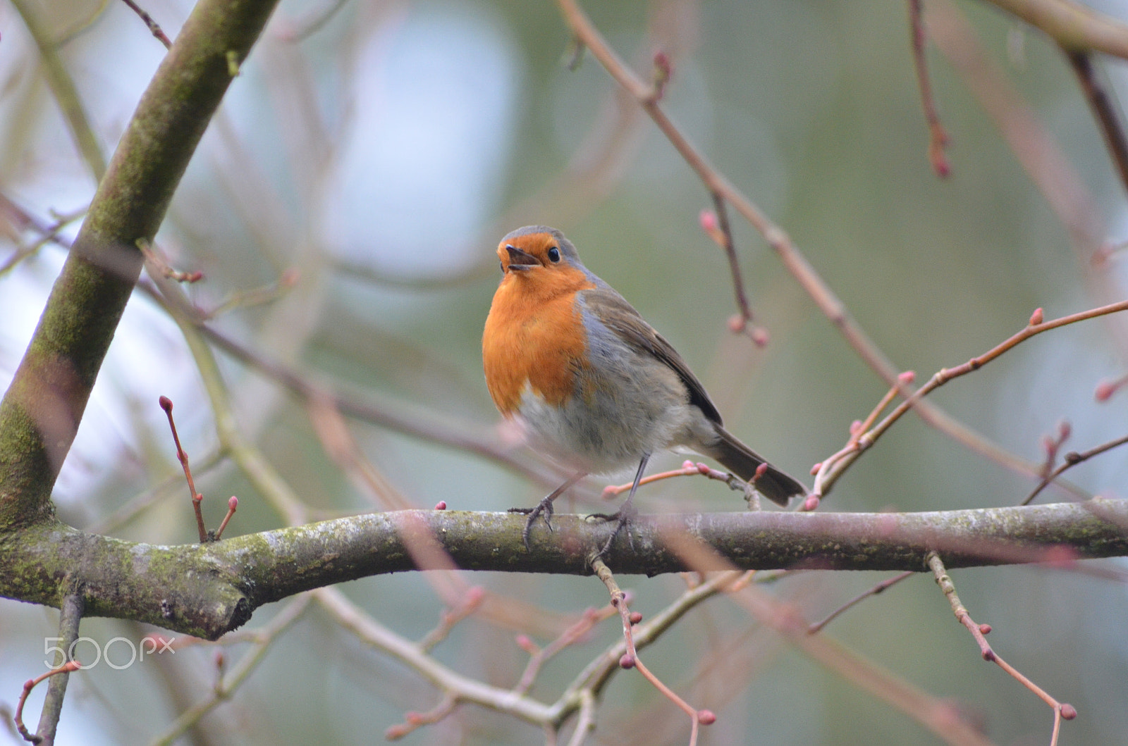 Nikon D7000 sample photo. Robin (4) photography