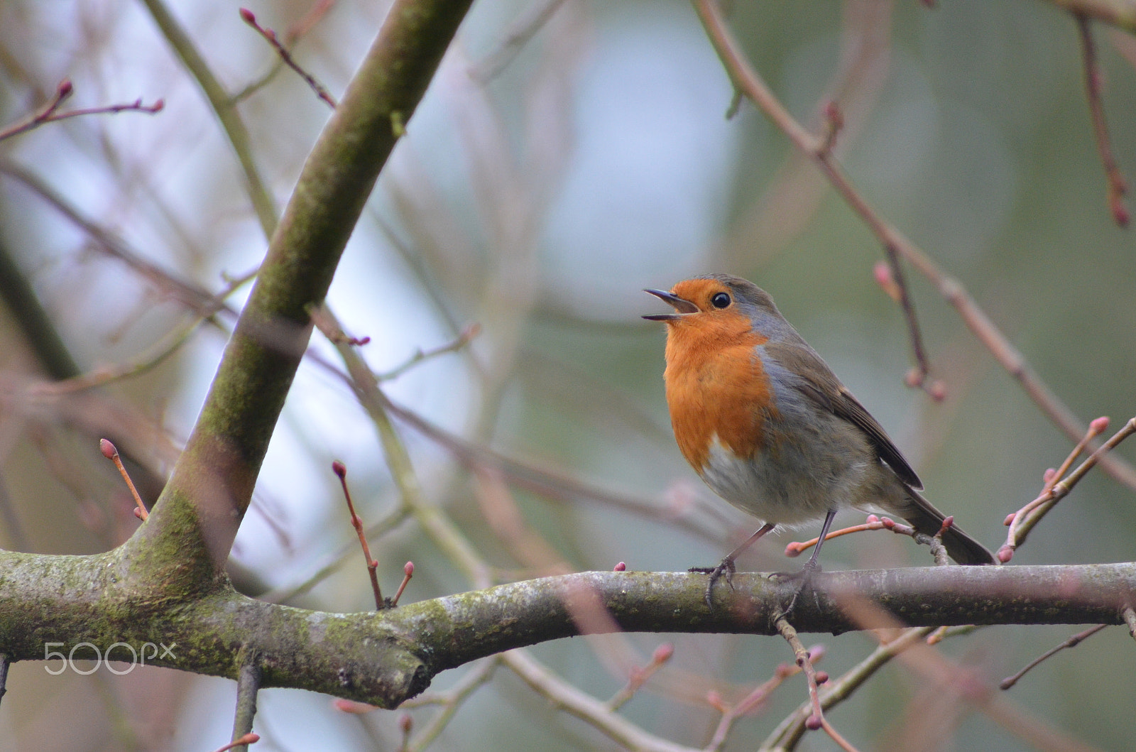 Nikon D7000 sample photo. Robin (3) photography