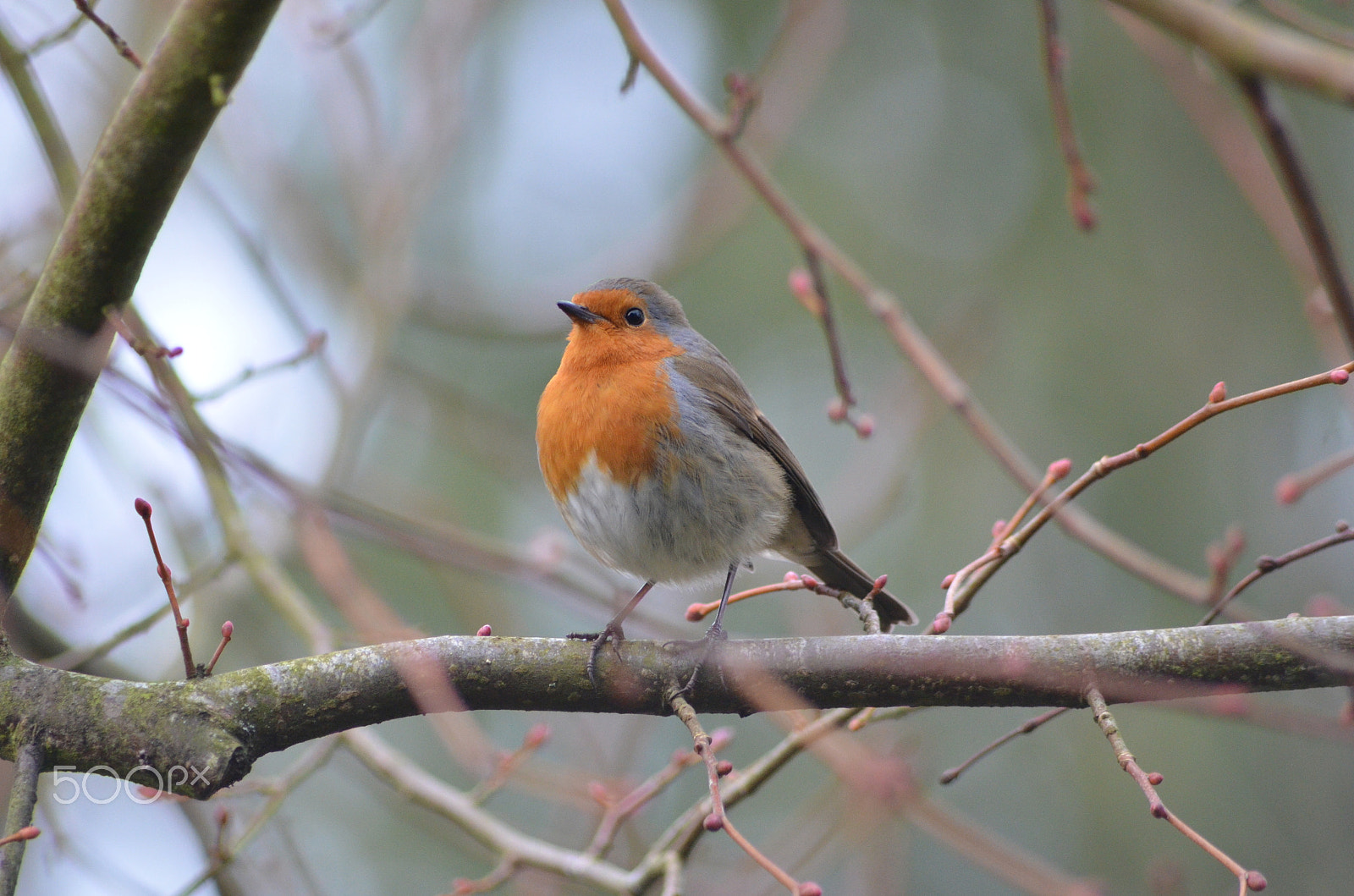 Nikon D7000 + Sigma 70-300mm F4-5.6 APO DG Macro sample photo. Robin (2) photography