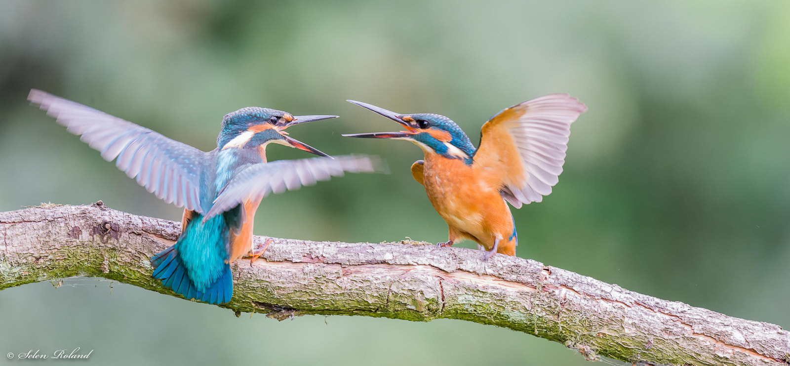 Nikon D7100 + Nikon AF-S Nikkor 500mm F4G ED VR sample photo. Ijsvogel - kingfisher photography