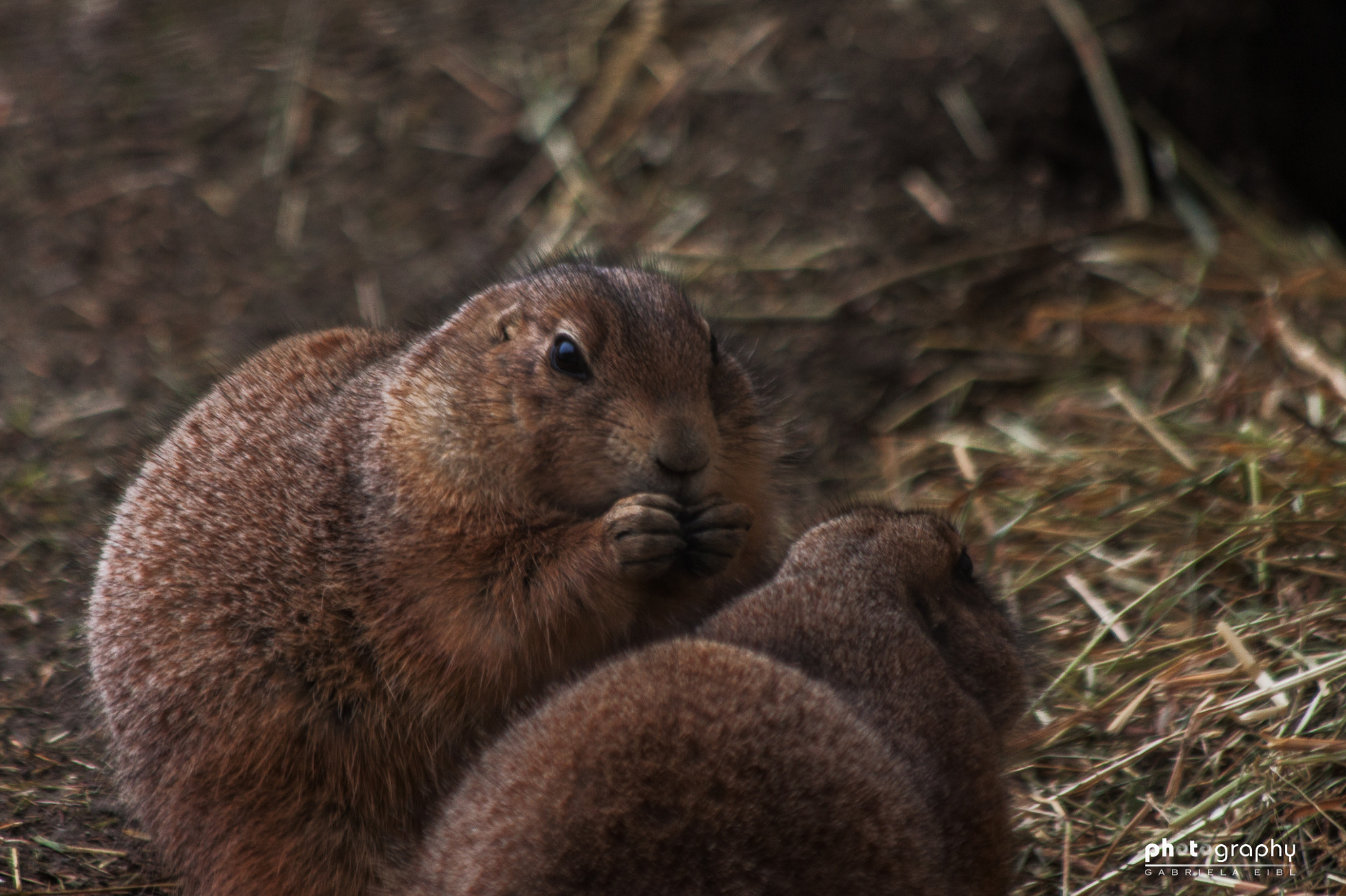 Canon EF 70-300mm F4-5.6 IS USM sample photo. Feed on fat photography