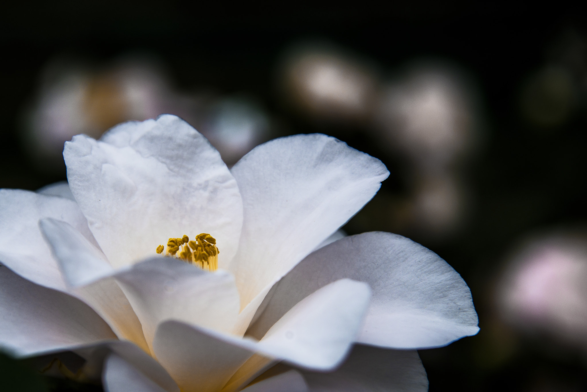 Nikon AF-S Nikkor 24-120mm F4G ED VR sample photo. Unforgettable photography