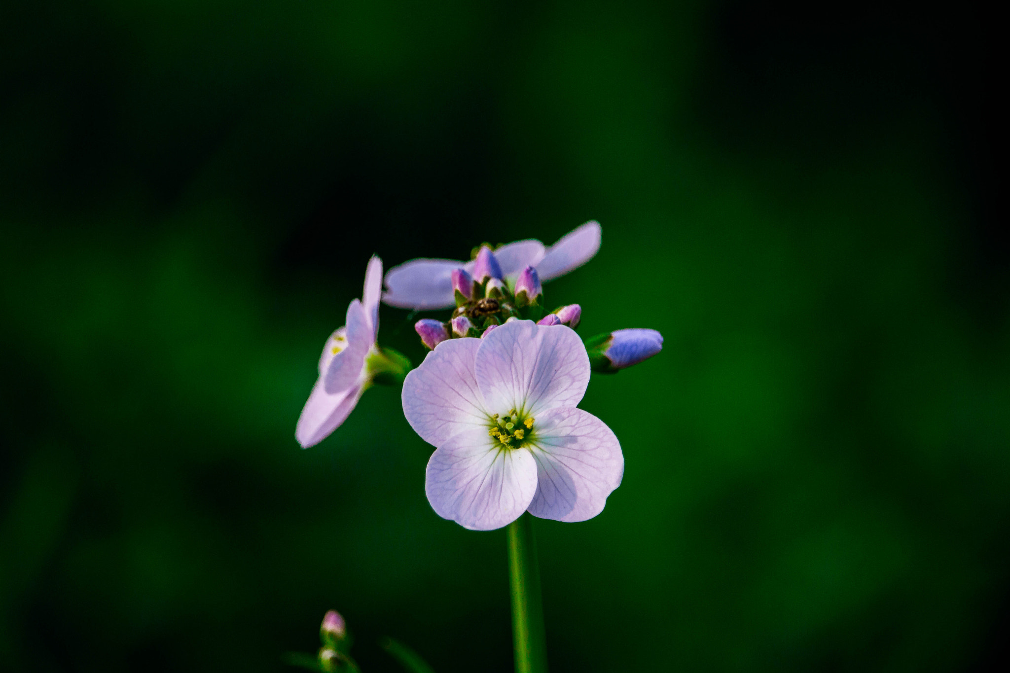 Canon EF-S 55-250mm F4-5.6 IS STM sample photo. Myosotis scorpioides photography