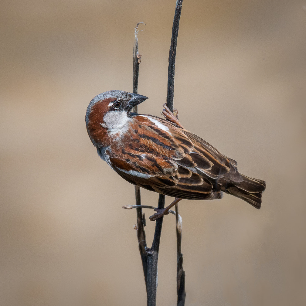 Sigma 150-600mm F5-6.3 DG OS HSM | S sample photo. Finch photography