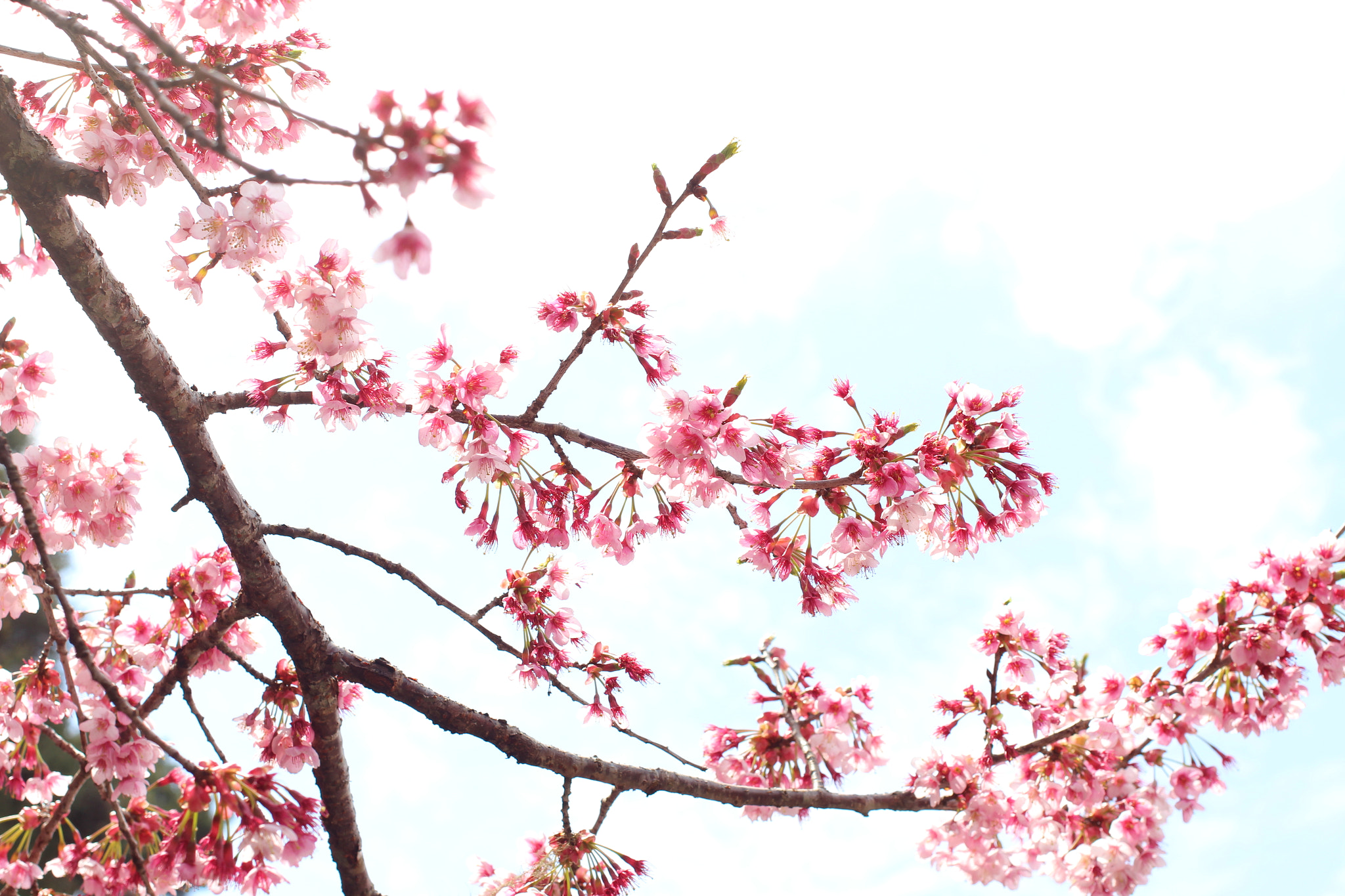 Canon EOS 700D (EOS Rebel T5i / EOS Kiss X7i) sample photo. The pink what fall from the sky photography