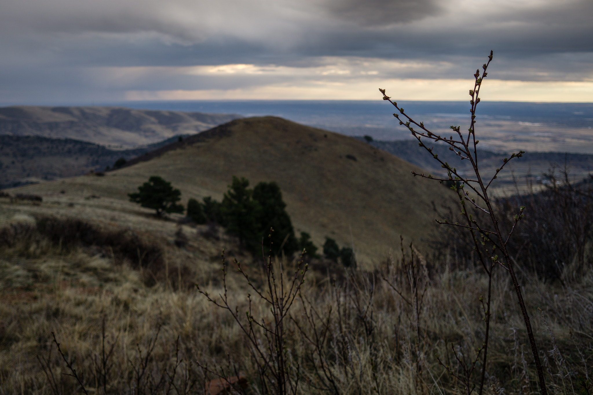 Sony a6000 + Sigma 19mm F2.8 EX DN sample photo. Spring growth - denver, colorado photography