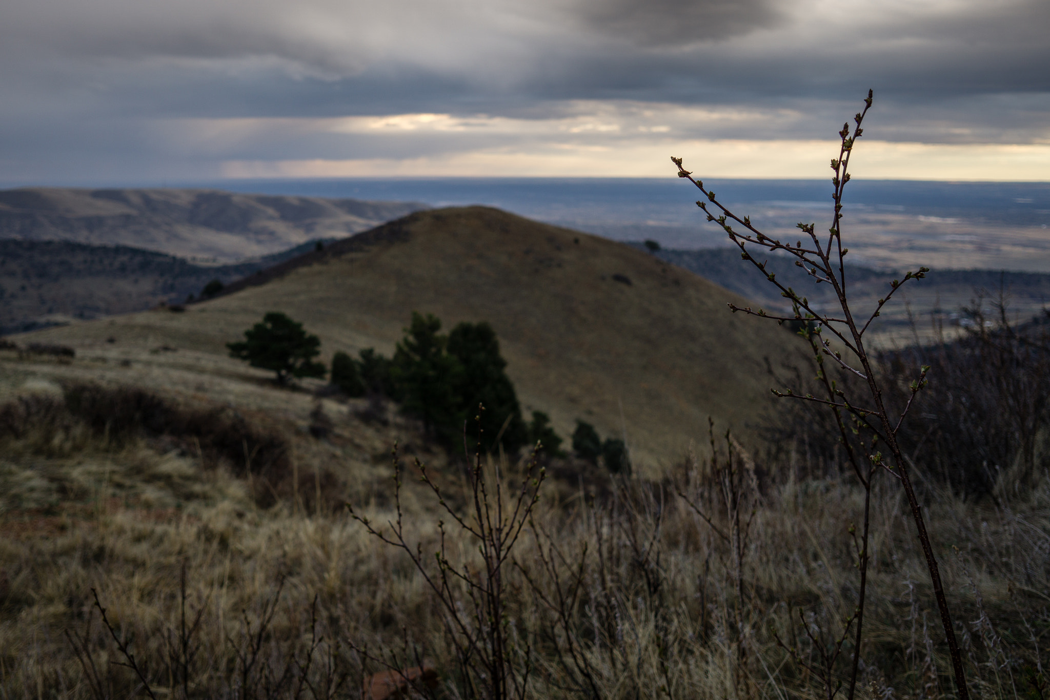 Sony a6000 sample photo. Spring growth - denver, colorado photography