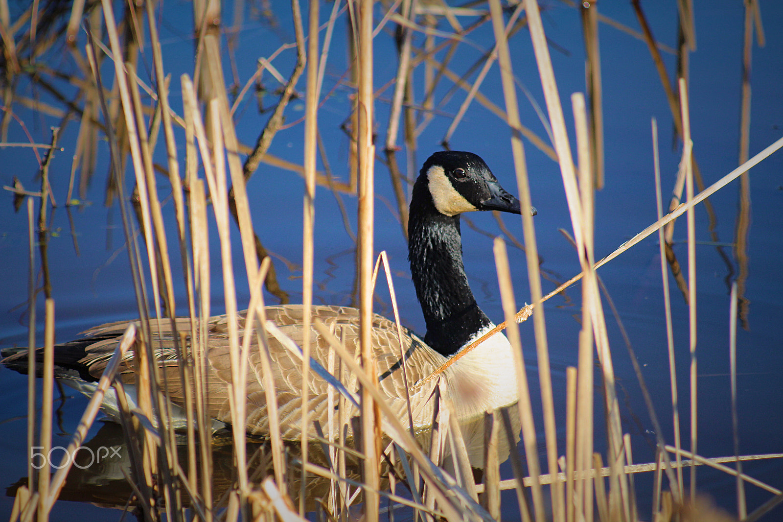 Canon EOS 700D (EOS Rebel T5i / EOS Kiss X7i) + Canon EF 80-200mm F4.5-5.6 II sample photo. Goose photography