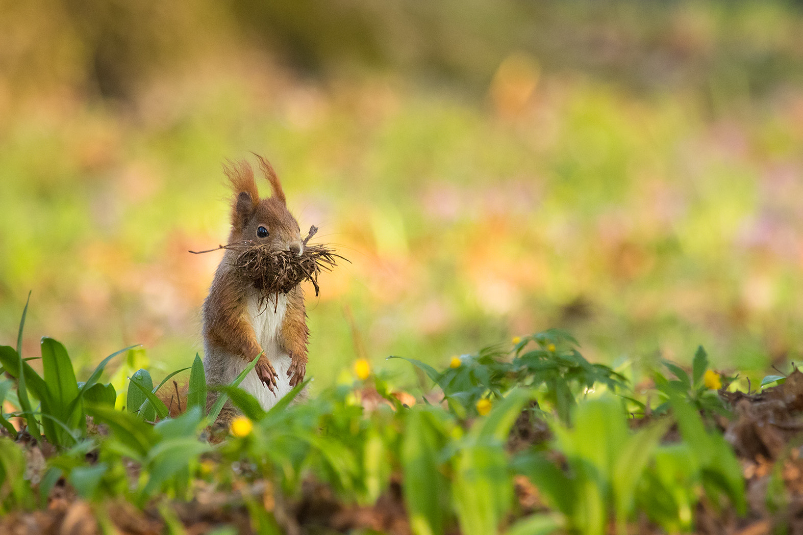 Canon EF 100-400mm F4.5-5.6L IS USM sample photo. Squirrel photography