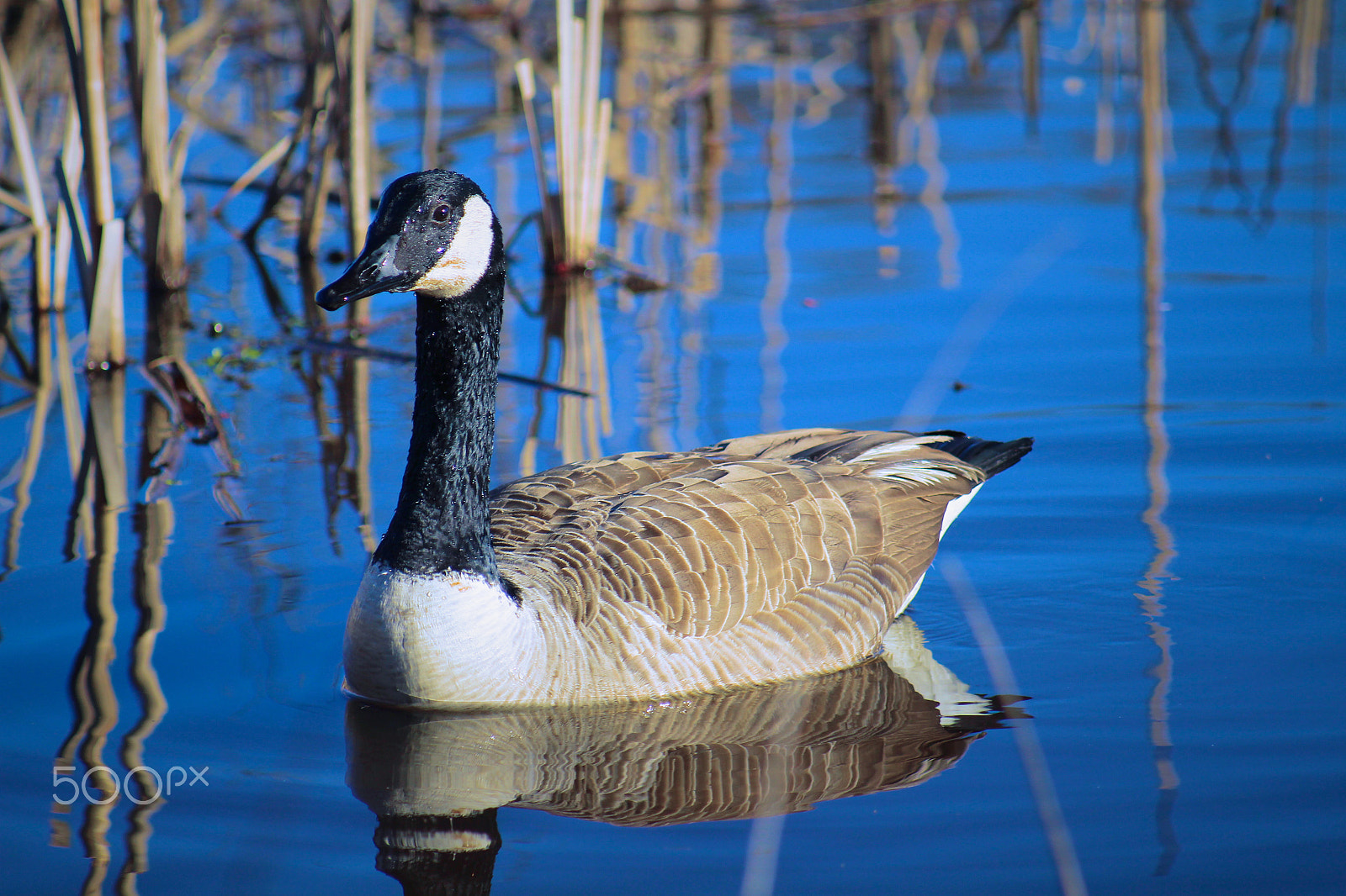 Canon EF 80-200mm F4.5-5.6 II sample photo. Goose1 photography