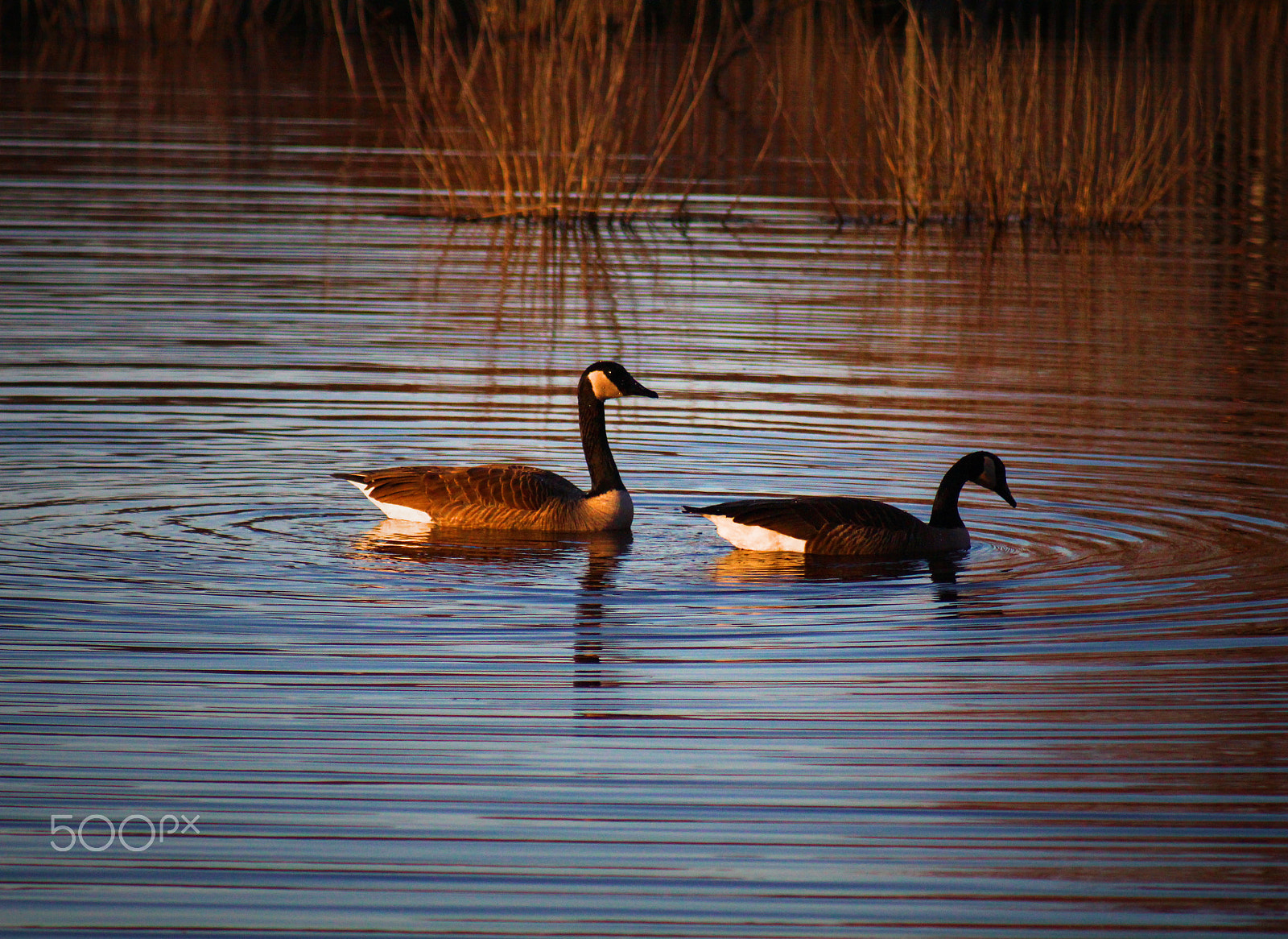 Canon EF 80-200mm F4.5-5.6 II sample photo. Geese at sunset photography