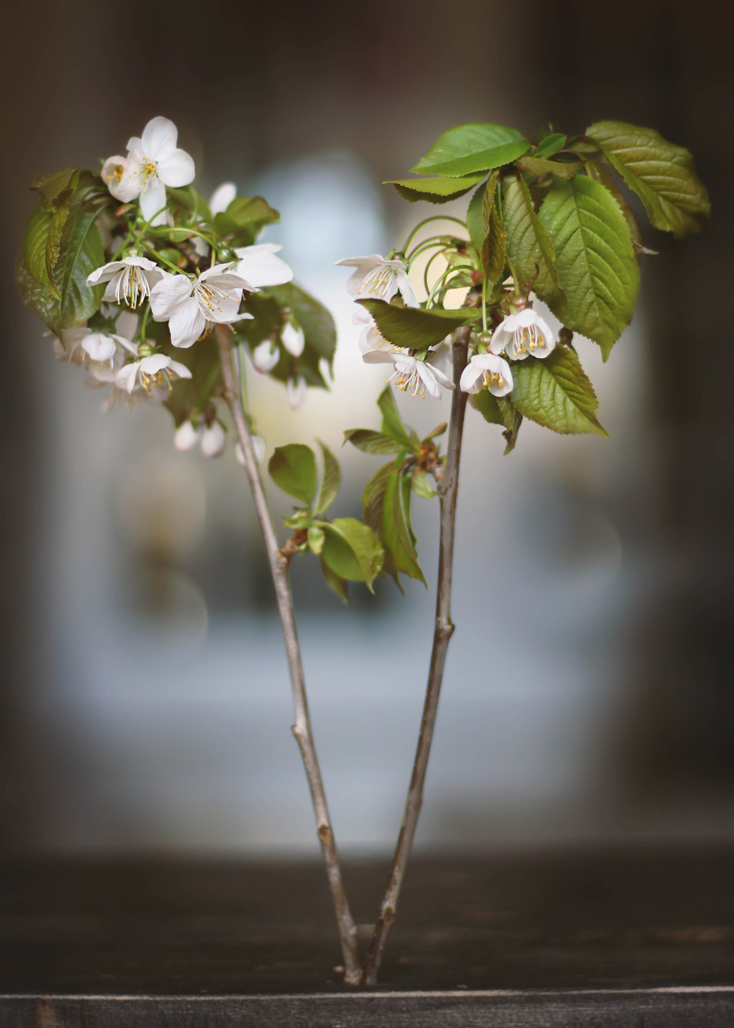 Canon EOS 7D + Canon EF 50mm F1.8 STM sample photo. Growing inside? photography