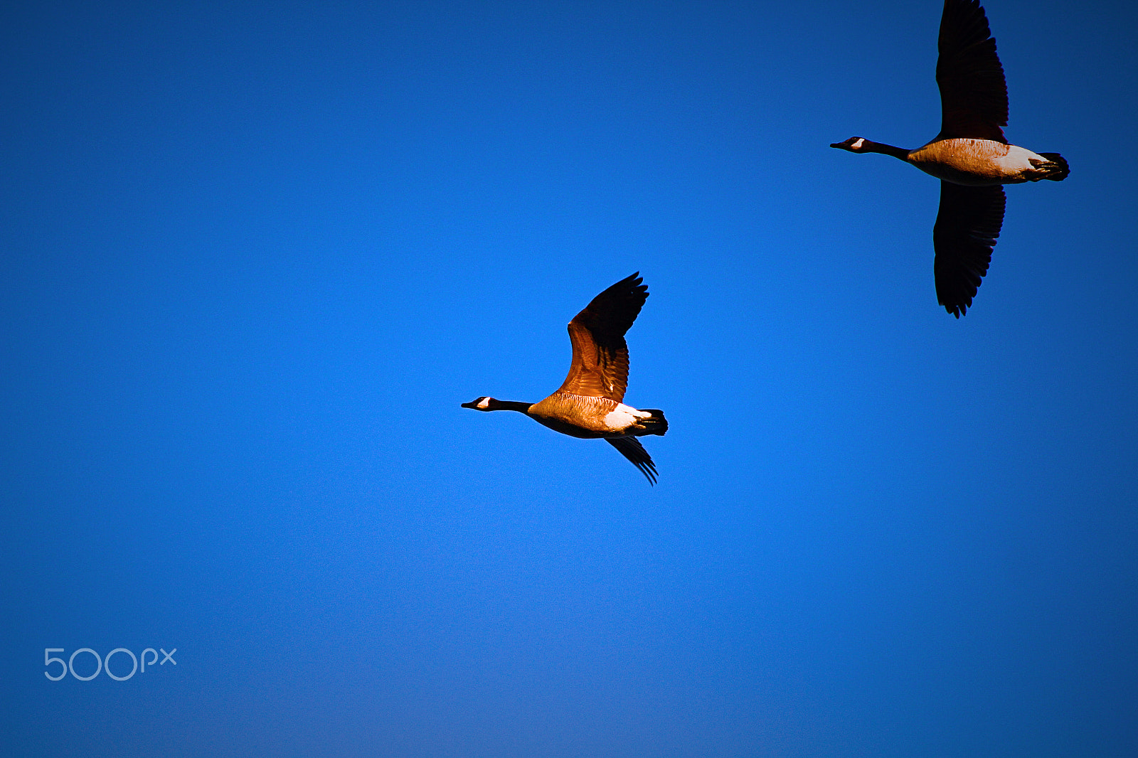 Canon EOS 700D (EOS Rebel T5i / EOS Kiss X7i) sample photo. Pair at sunrise2 photography