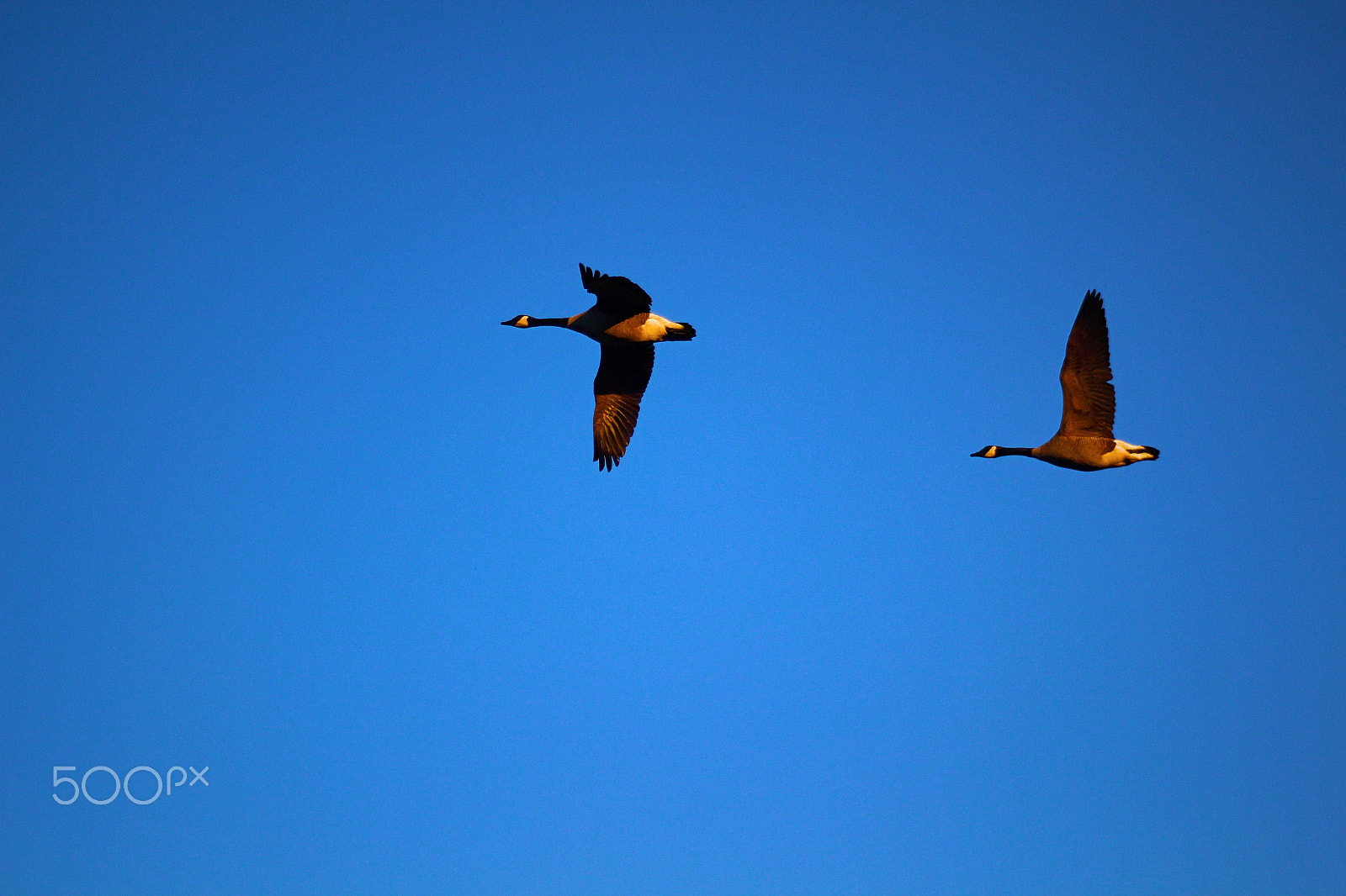 Canon EF 80-200mm F4.5-5.6 II sample photo. Pair at sunrise3 photography