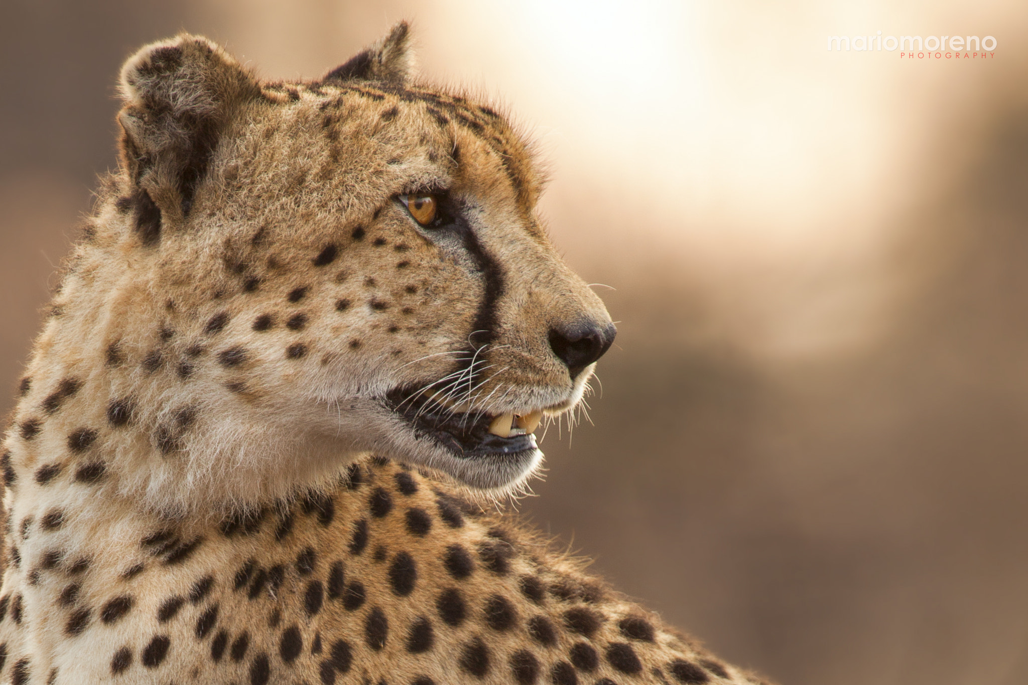 Canon EF 300mm F2.8L IS USM sample photo. Cheetah portrait ii photography