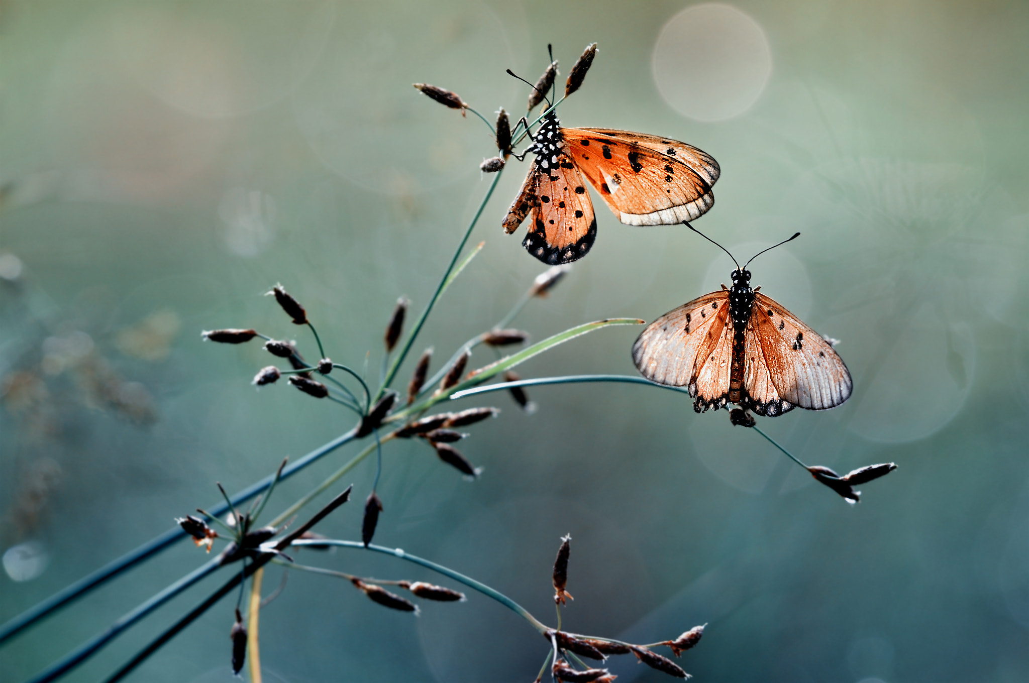 Nikon D90 sample photo. Butterfly, kupu kupu photography