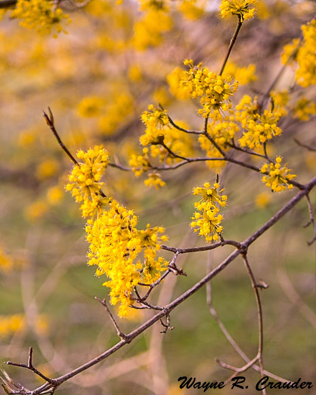 Panasonic Lumix DMC-GF5 sample photo. Bernheim march photography