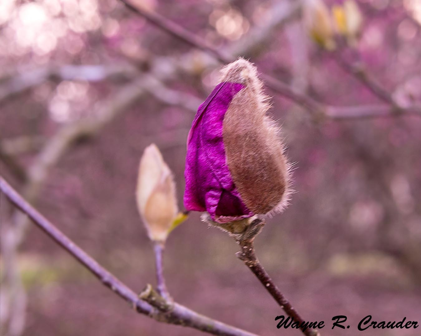 Panasonic Lumix DMC-GF5 sample photo. Bernheim march photography