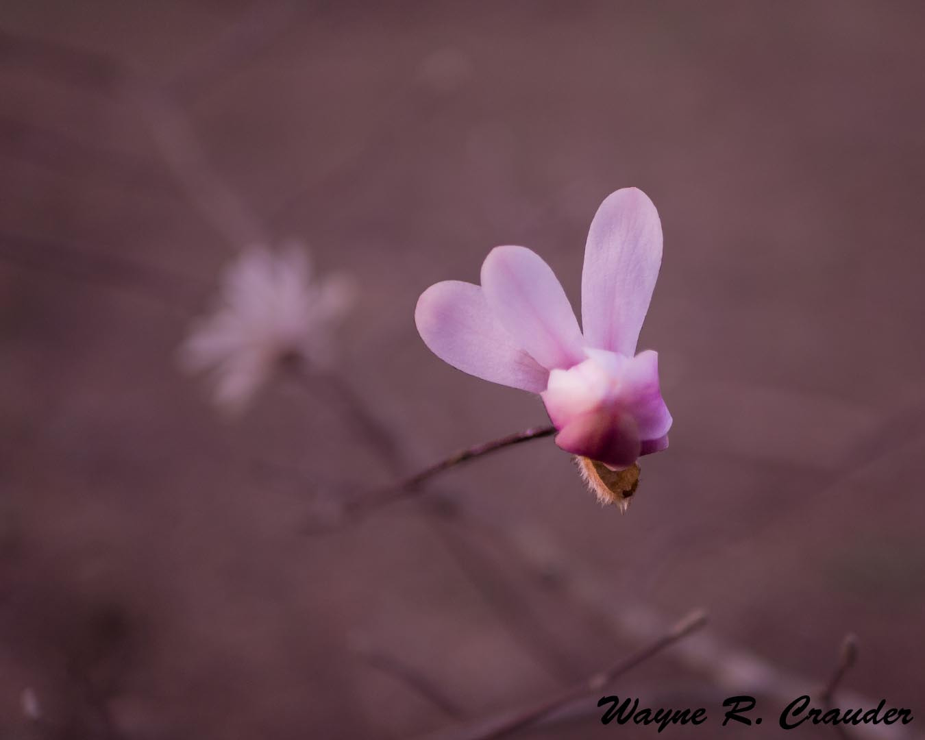 Panasonic Lumix DMC-GF5 + LUMIX G 25/F1.7 sample photo. Bernheim march photography