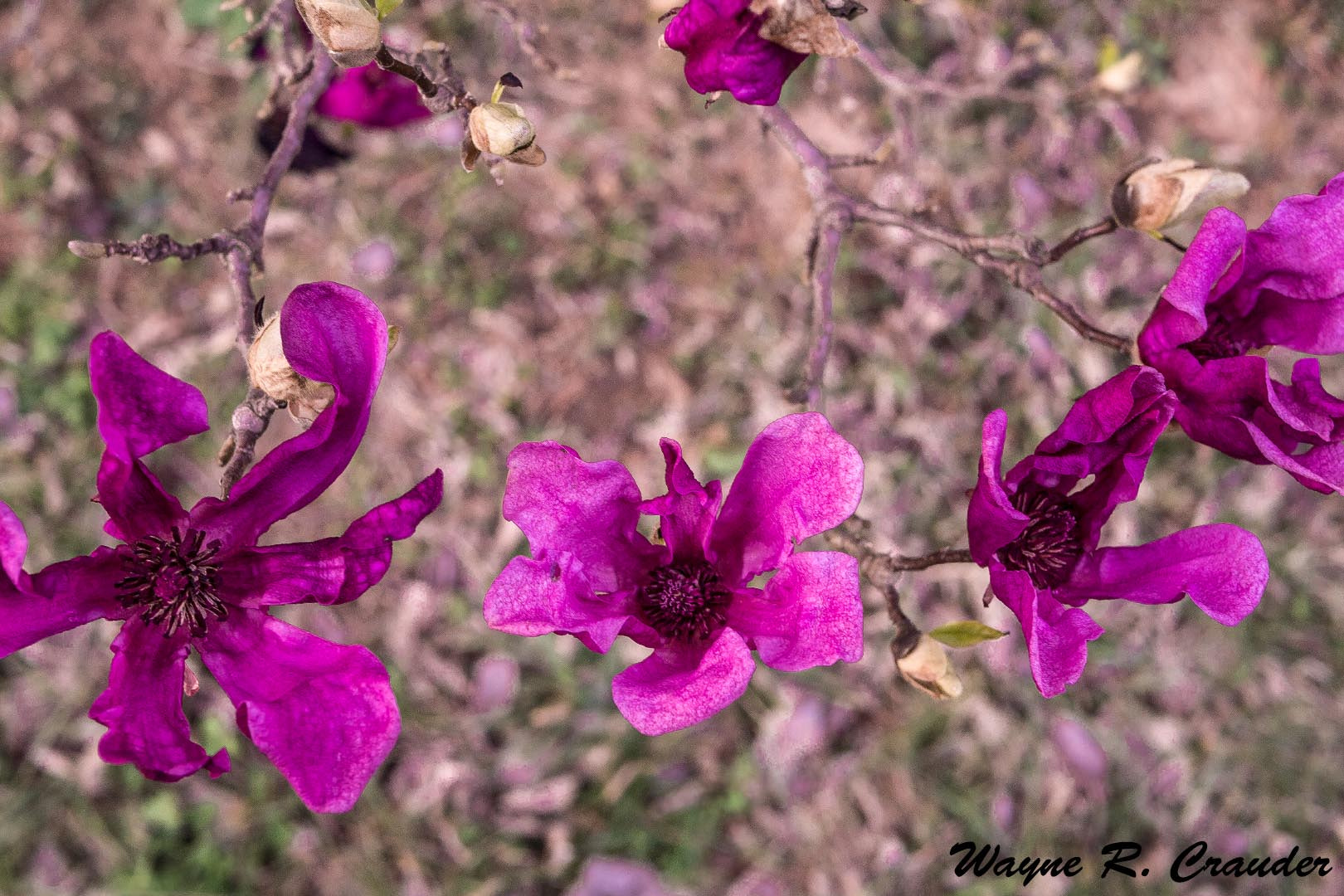 Panasonic Lumix DMC-GF5 sample photo. Bernheim march photography