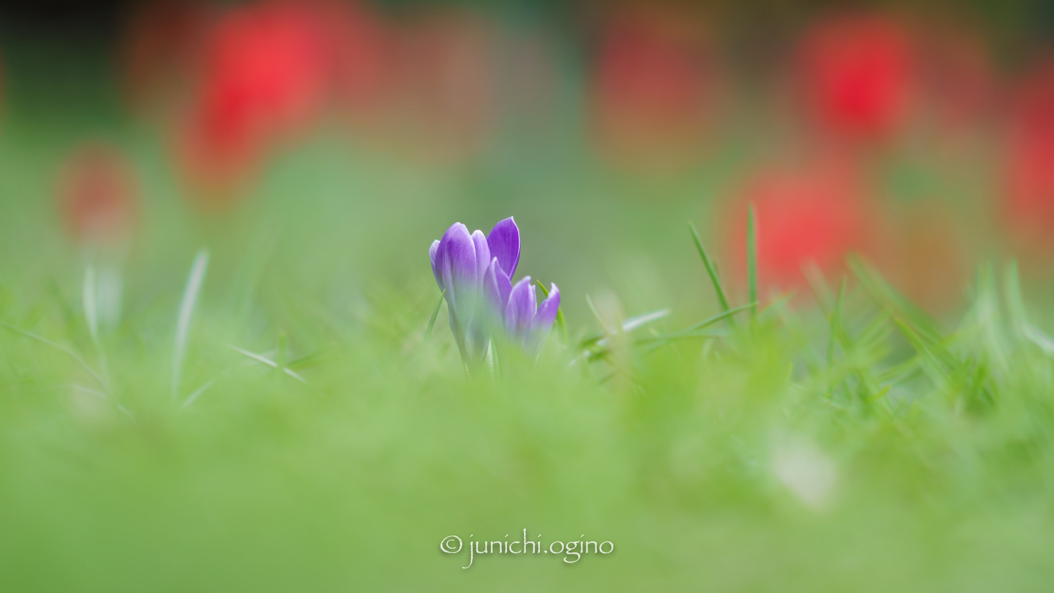 Sony Sonnar T* 135mm F1.8 ZA sample photo. Stand out photography