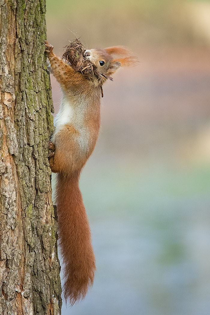 Canon EF 100-400mm F4.5-5.6L IS USM sample photo. Squirrel photography