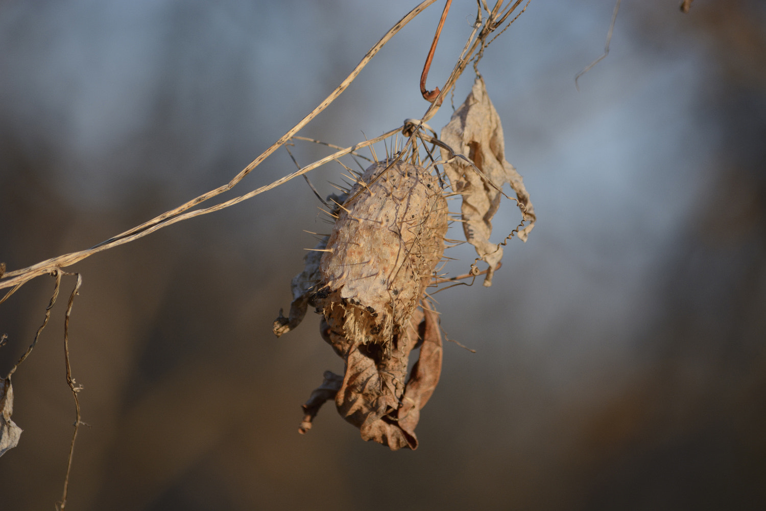 Nikon D7100 sample photo. На качелях весны... photography