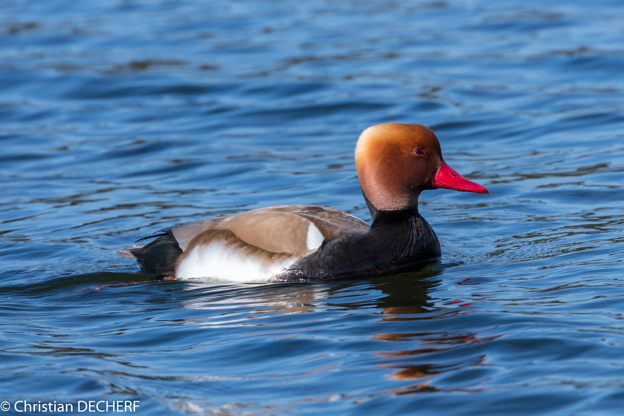 Canon EOS 5DS R sample photo. Une nette rousse à l'étang de villefontaine en isère photography