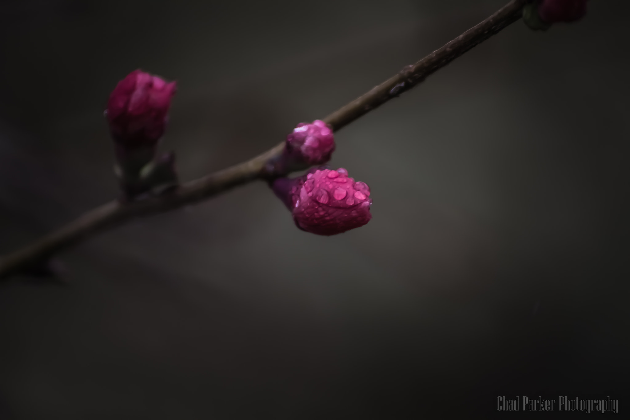 Canon EOS 7D sample photo. Budding in the rain photography