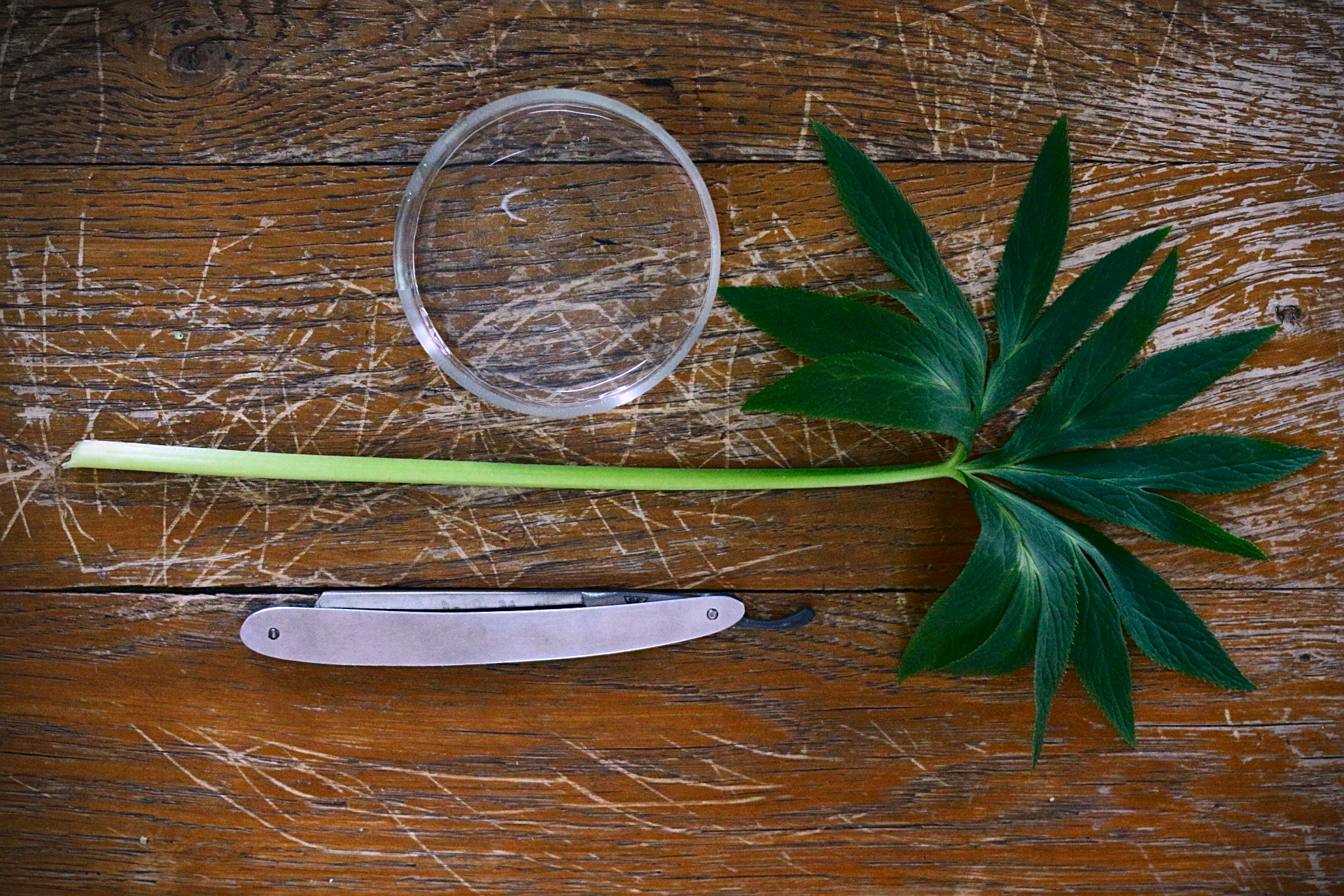 Canon EOS 100D (EOS Rebel SL1 / EOS Kiss X7) + Canon EF 40mm F2.8 STM sample photo. Leaf, razor, petri dish photography