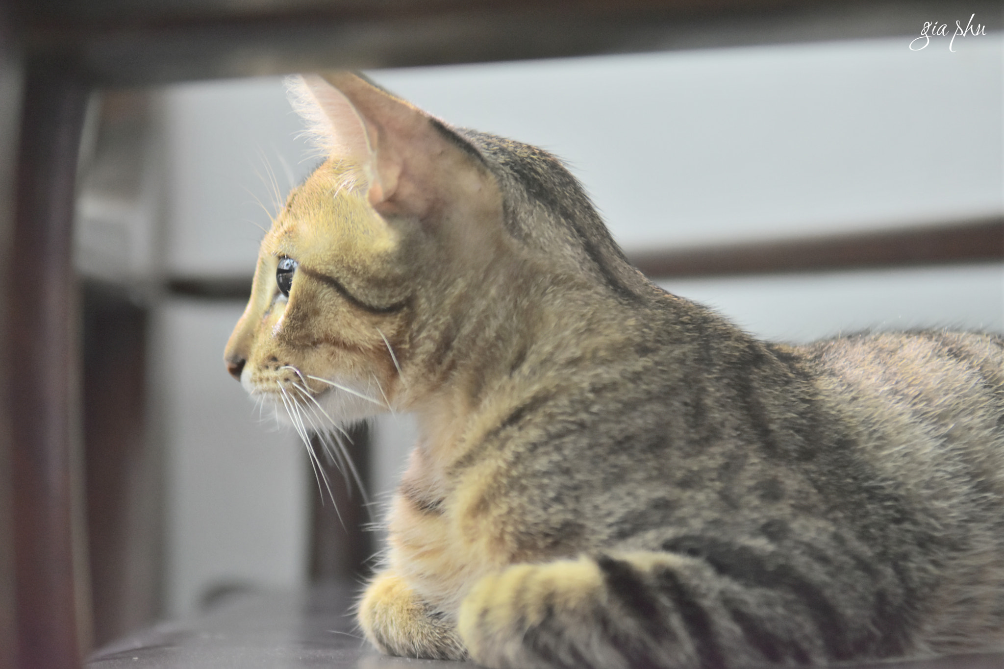 Nikon D7200 sample photo. Gph photography