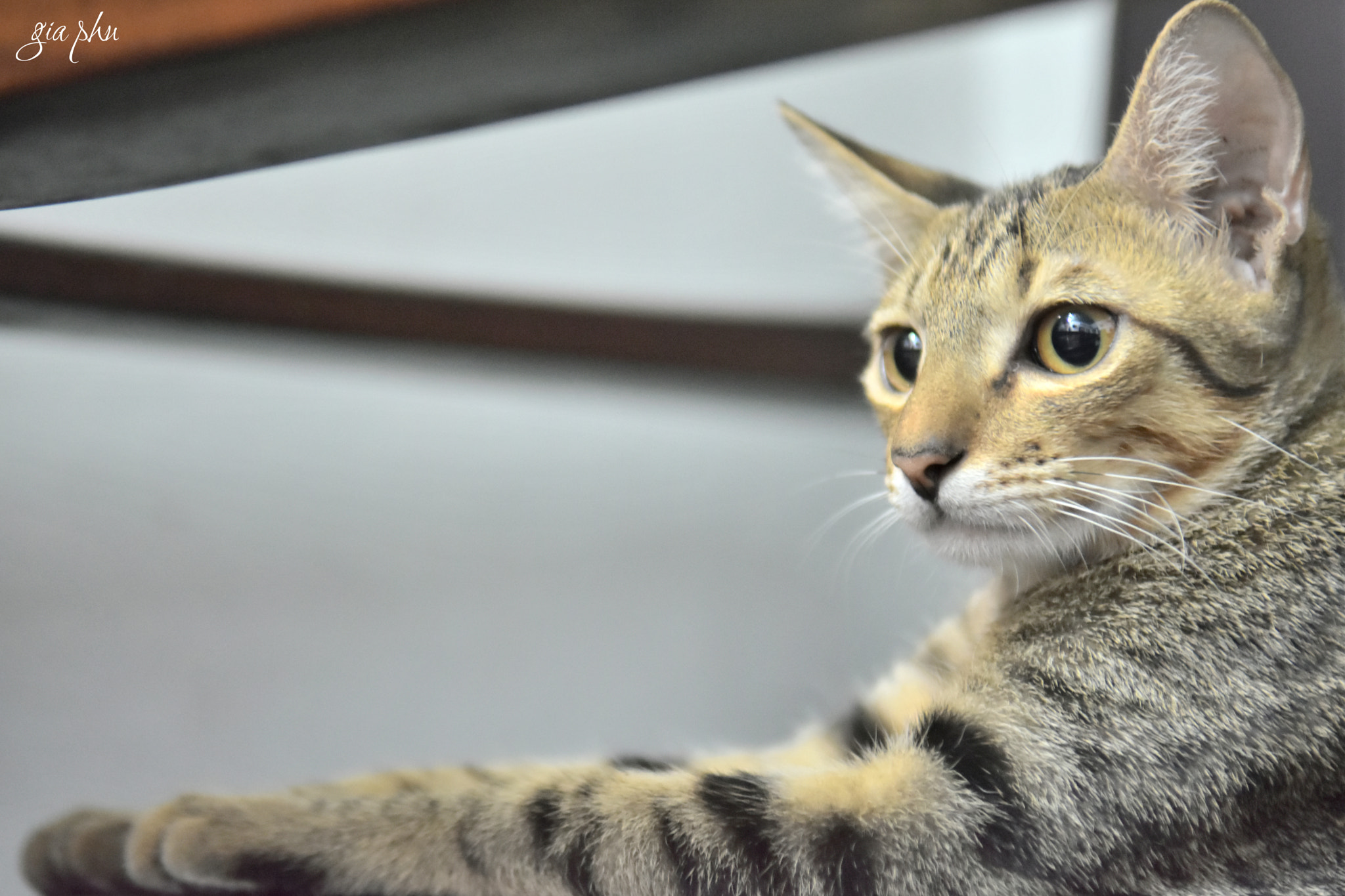 Nikon D7200 sample photo. Gph photography