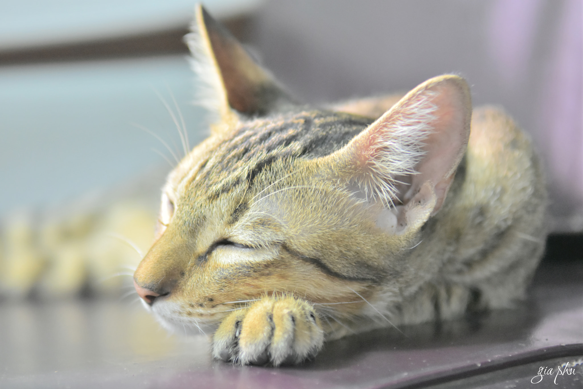 Nikon D7200 sample photo. Gph photography