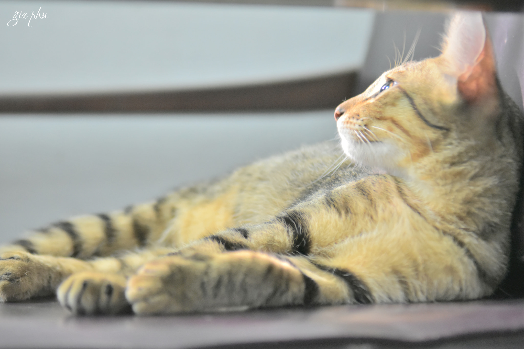 Nikon D7200 sample photo. Gph photography