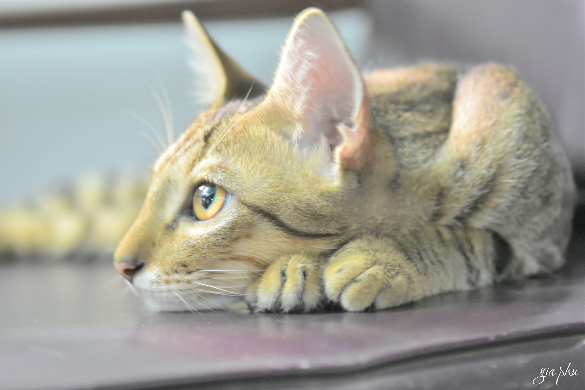 Nikon D7200 sample photo. Gph photography