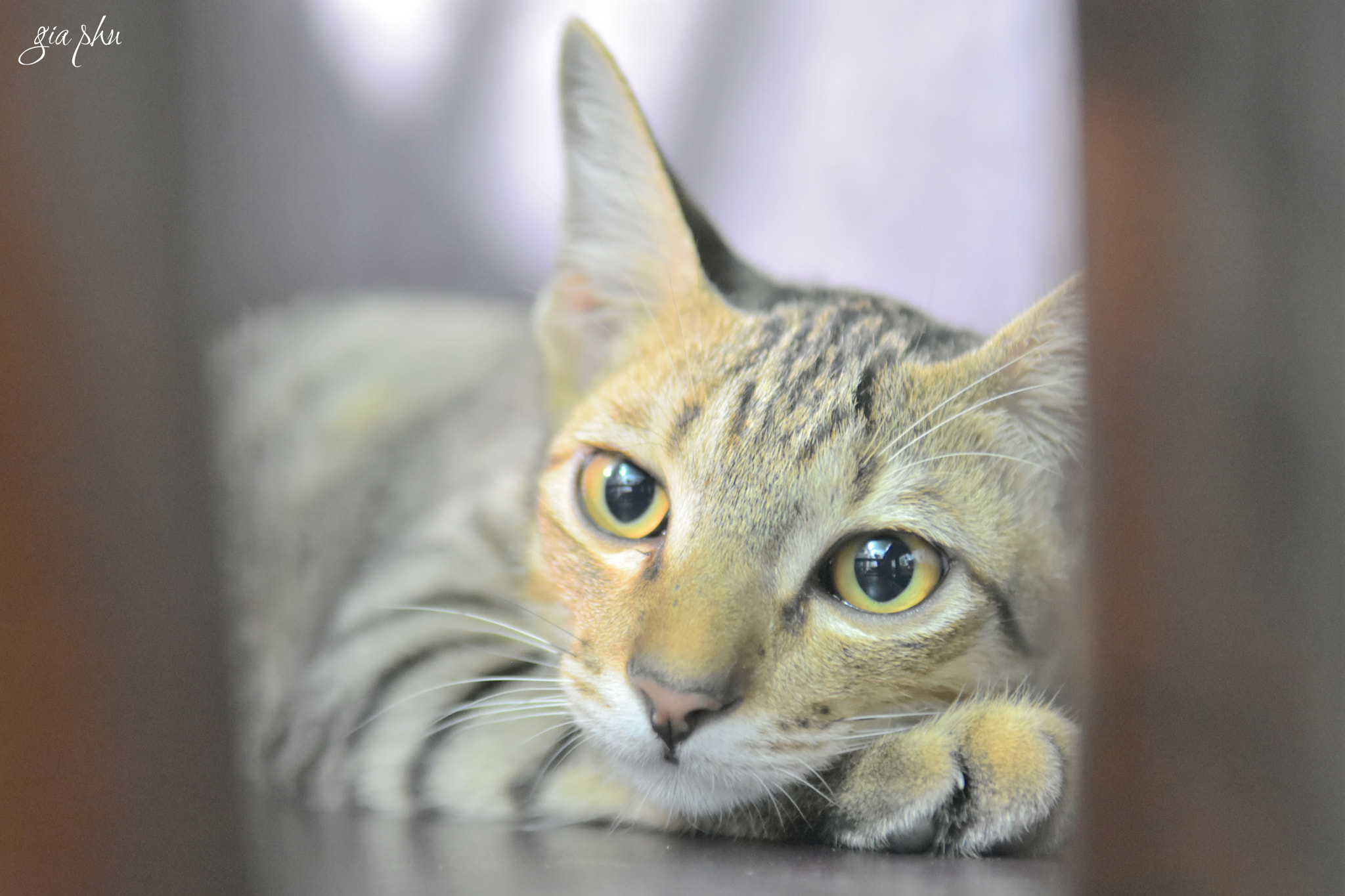 Nikon D7200 sample photo. Gph photography