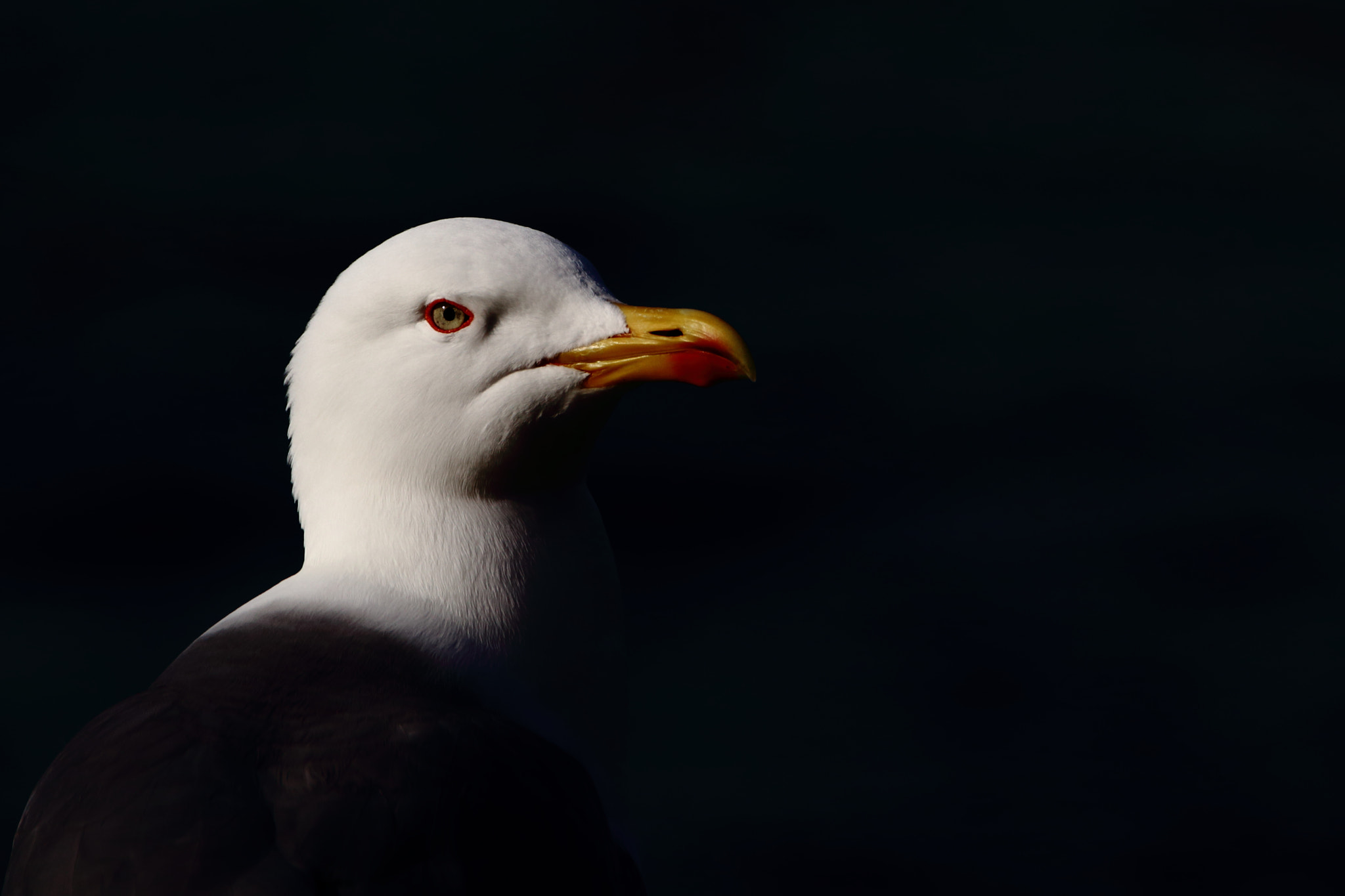 Tamron SP 150-600mm F5-6.3 Di VC USD sample photo. Retrato de una gaviota photography
