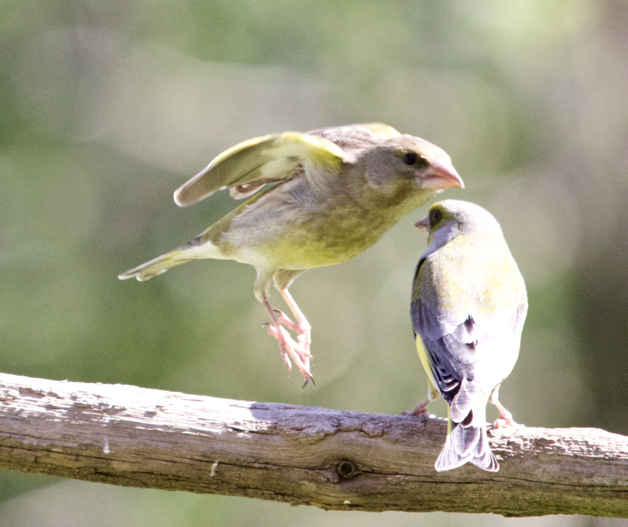 Sigma 150-500mm F5-6.3 DG OS HSM sample photo
