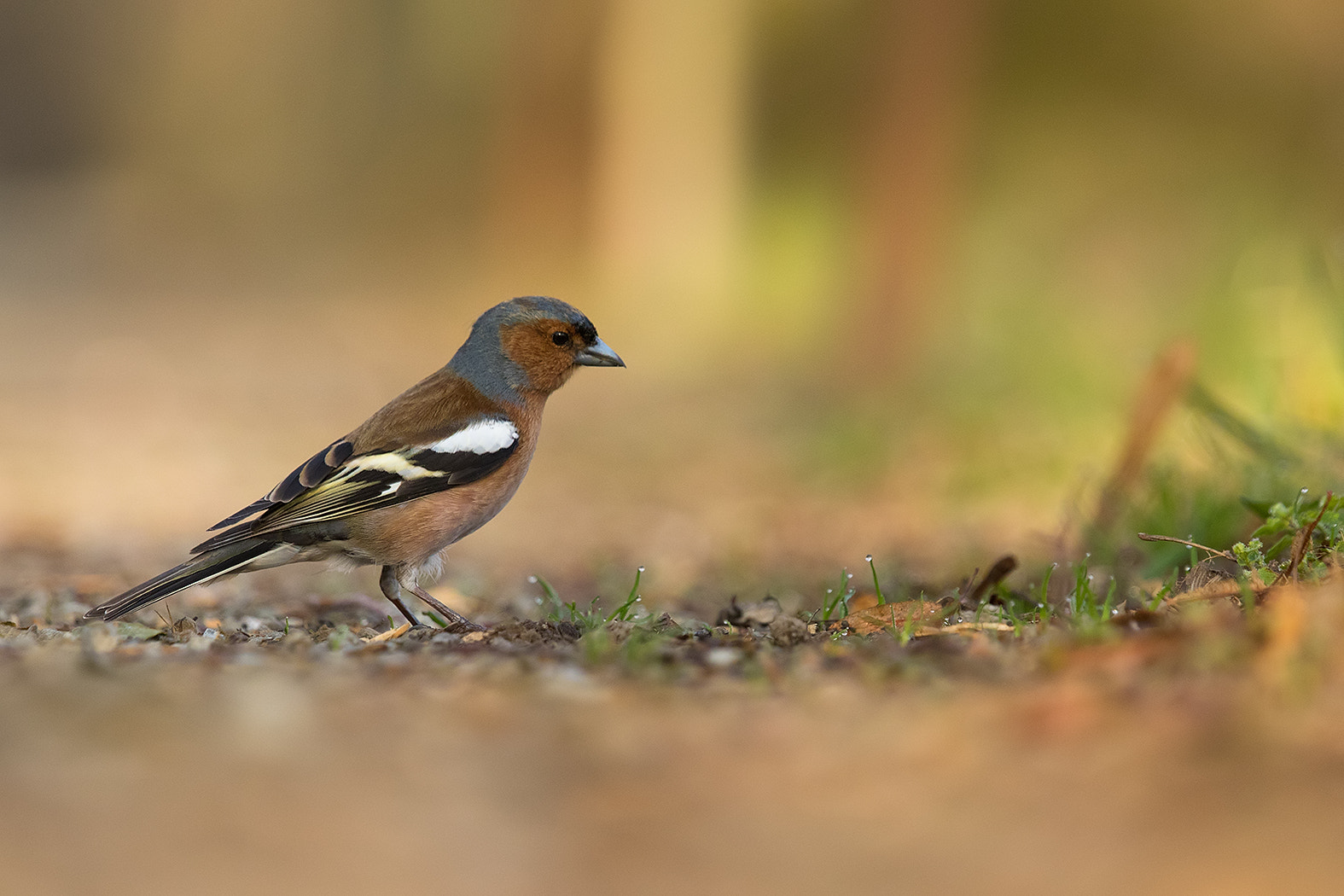 Canon EF 100-400mm F4.5-5.6L IS USM sample photo. Finch photography